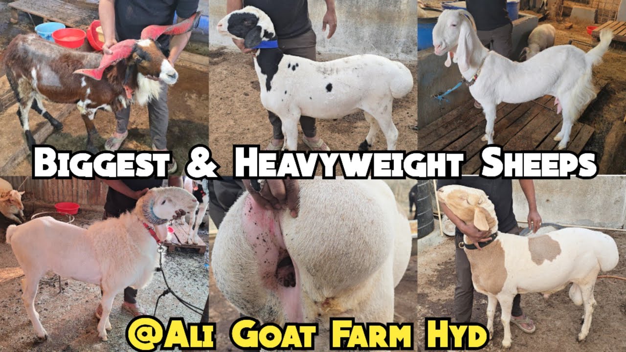 HeavyWeight Turkey Dumbe Ameengadh Vilayati Madurai Mende | Gulabi Bakriya @ Ali Goat Farm Hyderabad