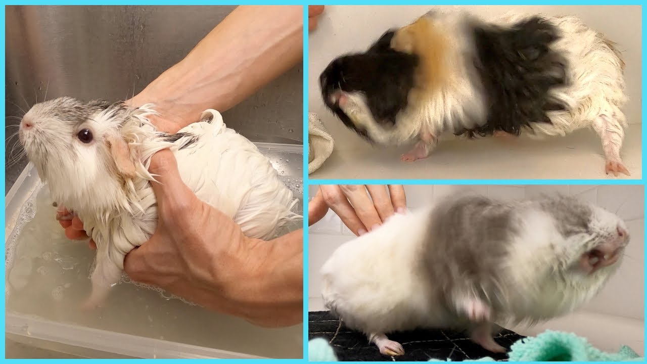 5 things that happen when you bathe guinea pigs