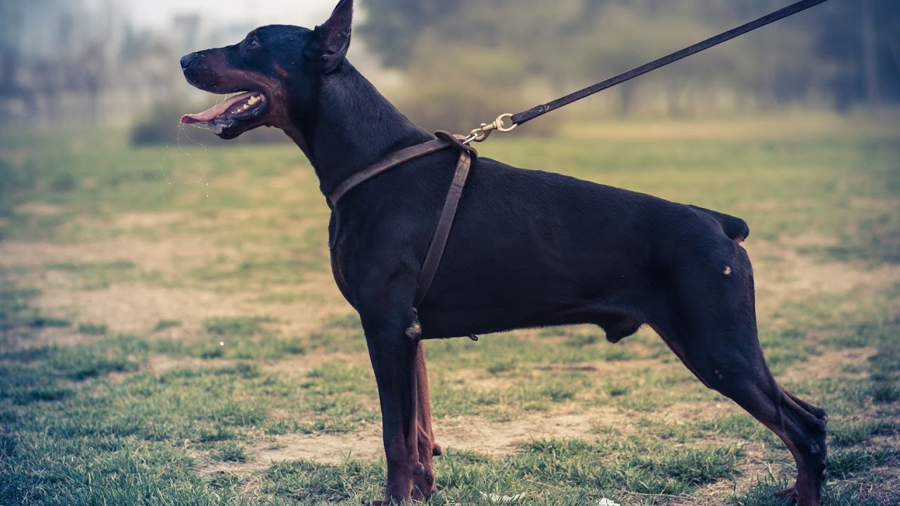 6 Fun Activities for Mentally Stimulating Your Doberman Pinscher!