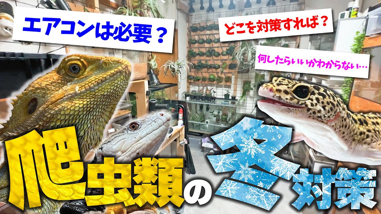 『冬場の温度管理、どうすればいい？』爬虫類の冬対策を紹介します【 爬虫類 部屋 温度 】