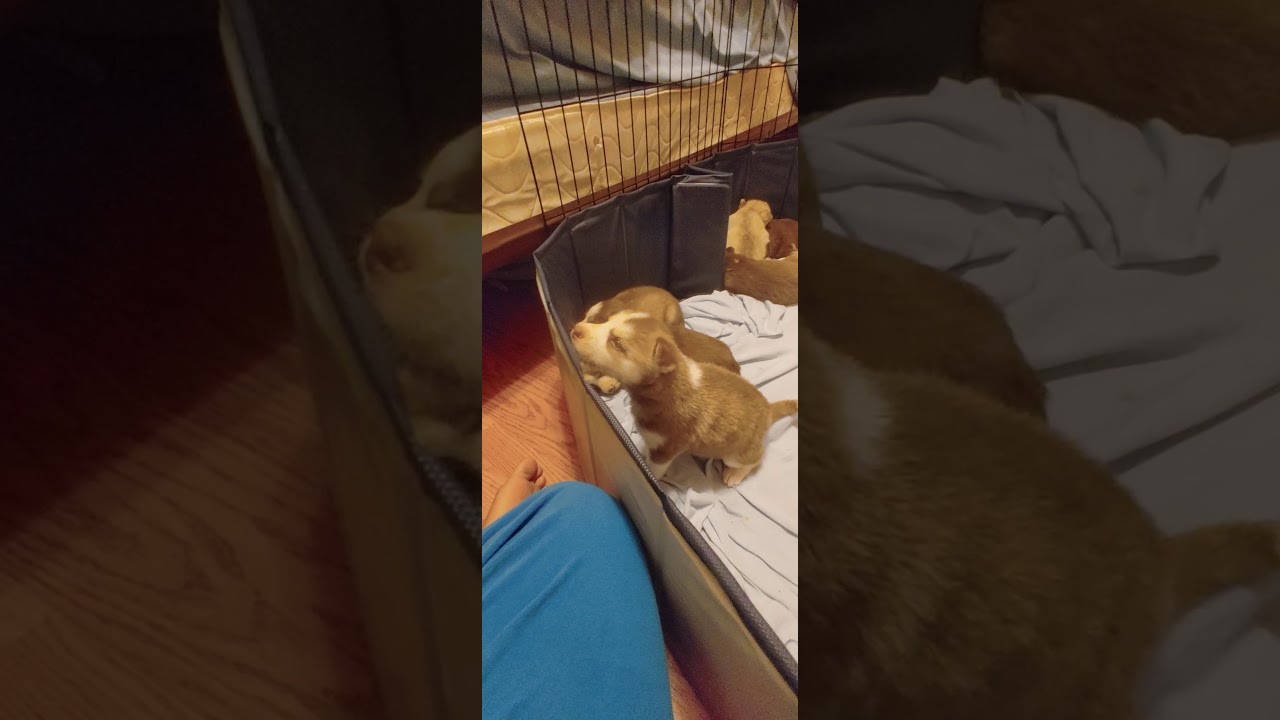 Jenna's Puppies Play With Toy!!!