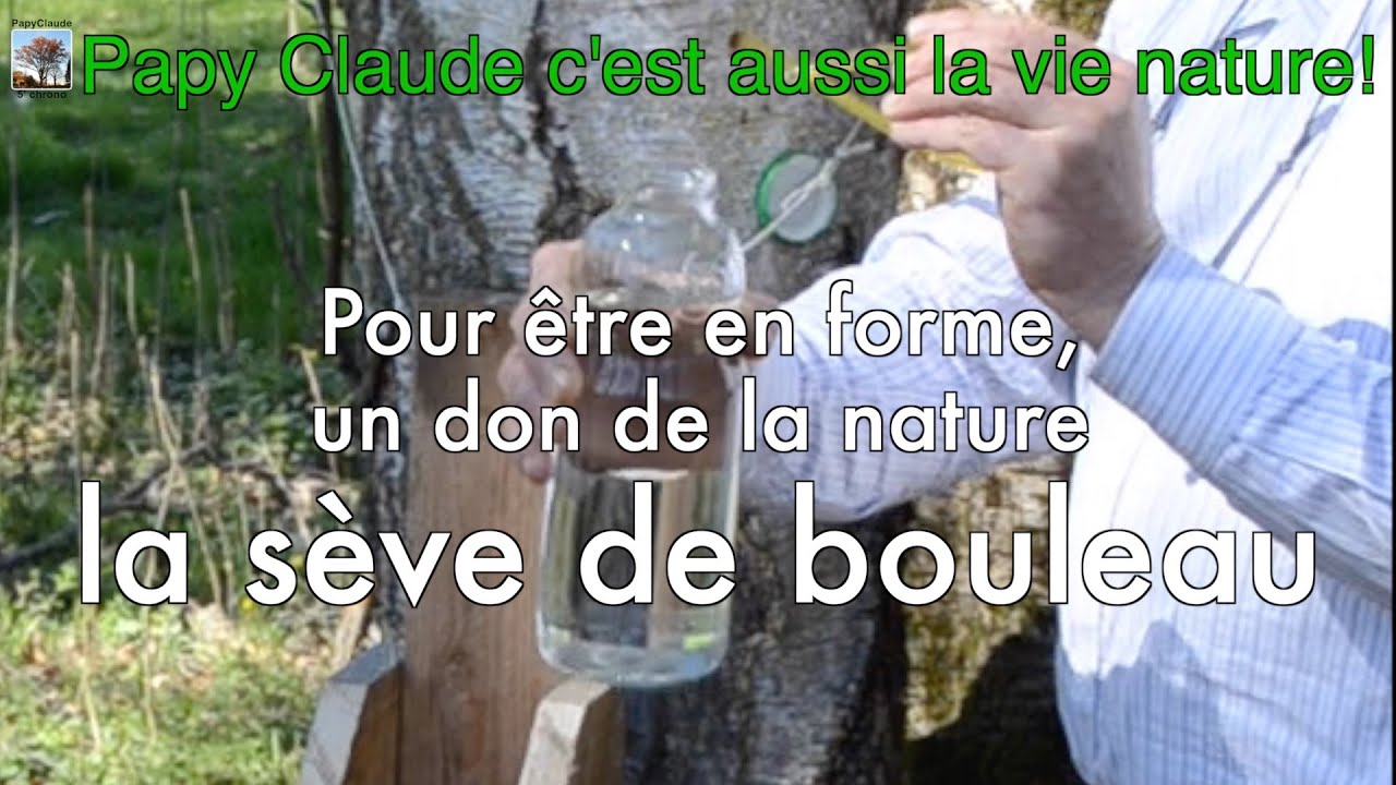 Comment récolter de la sève de bouleau ?