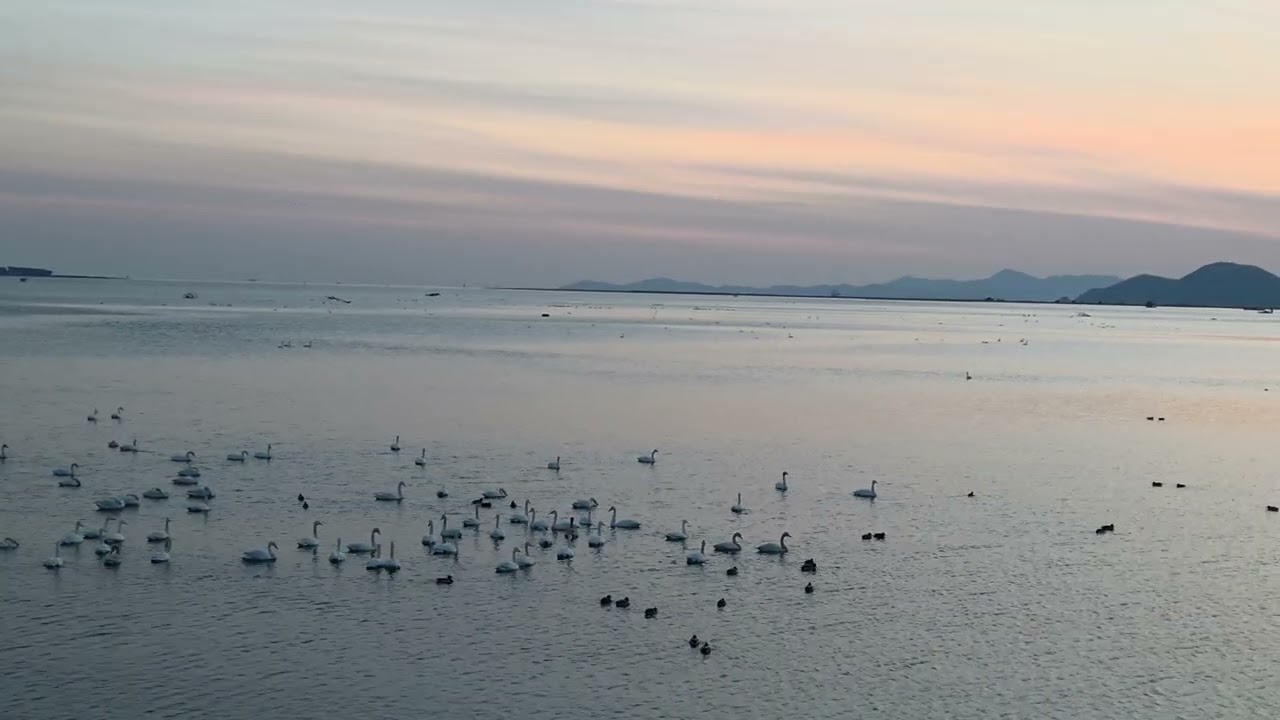 [4K ASMR] Receive the Golden Energy of Luck! ✨ Swans at Sunset Afterglow | Busan, Korea | 부산 을숙도 고니