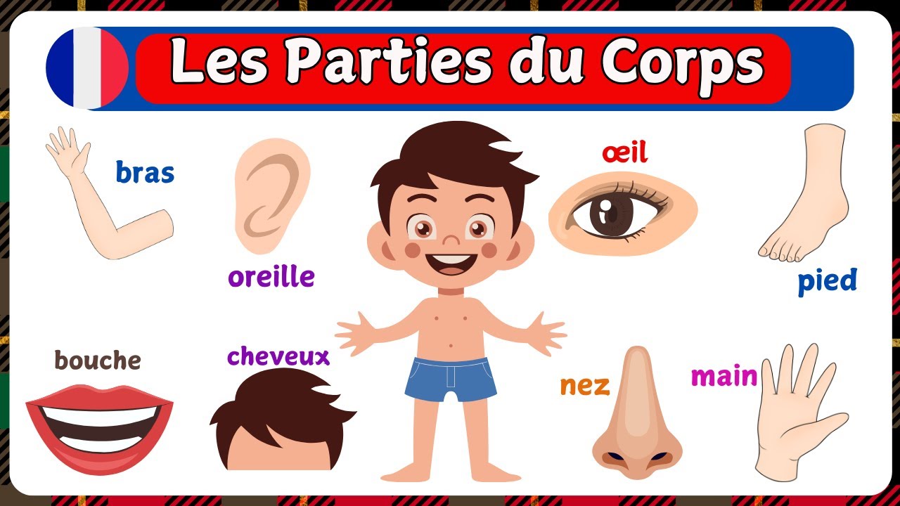 Les Parties Du corps | French Vocabulary | Apprendre Le Français | Body Parts | Vocabulaire Français