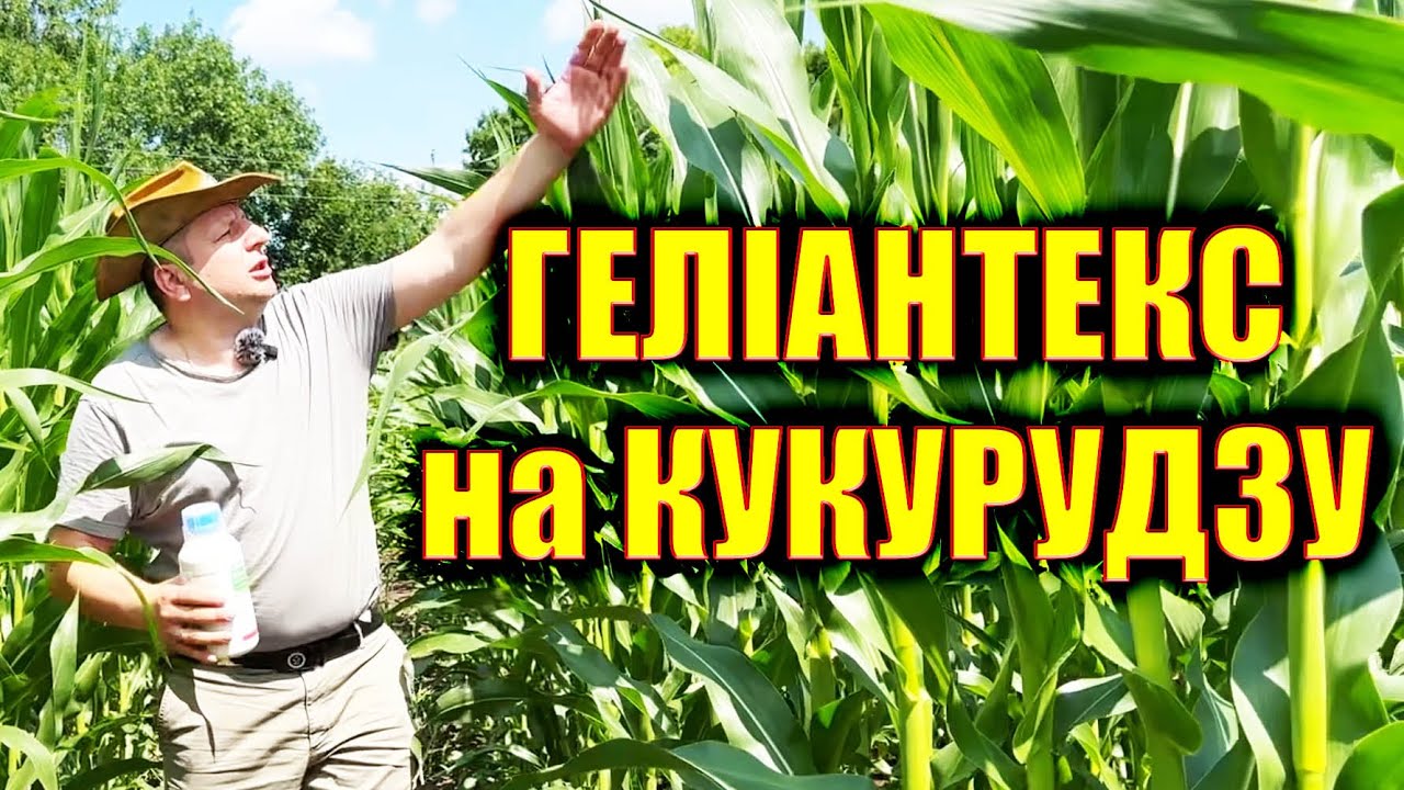 ГЕЛІАНТЕКС З ГРАНСТАРОМ по соняшнику?   геліантекс по кукурудзі відповідь CORTEVA виробник