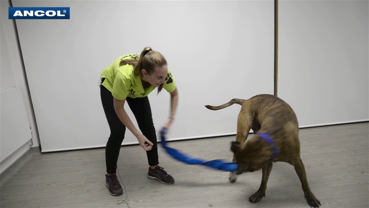 How to Bond With Your Dog Through Play