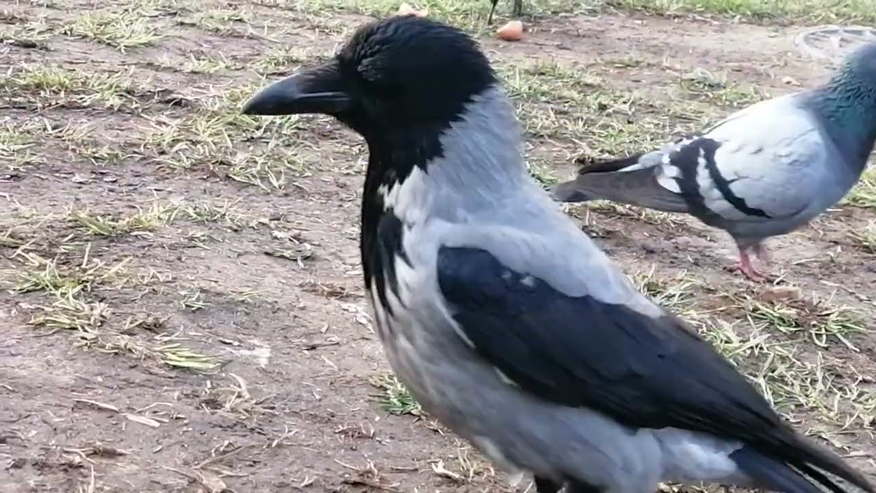 Молодые вороны в изгнании / Young crows in exile 