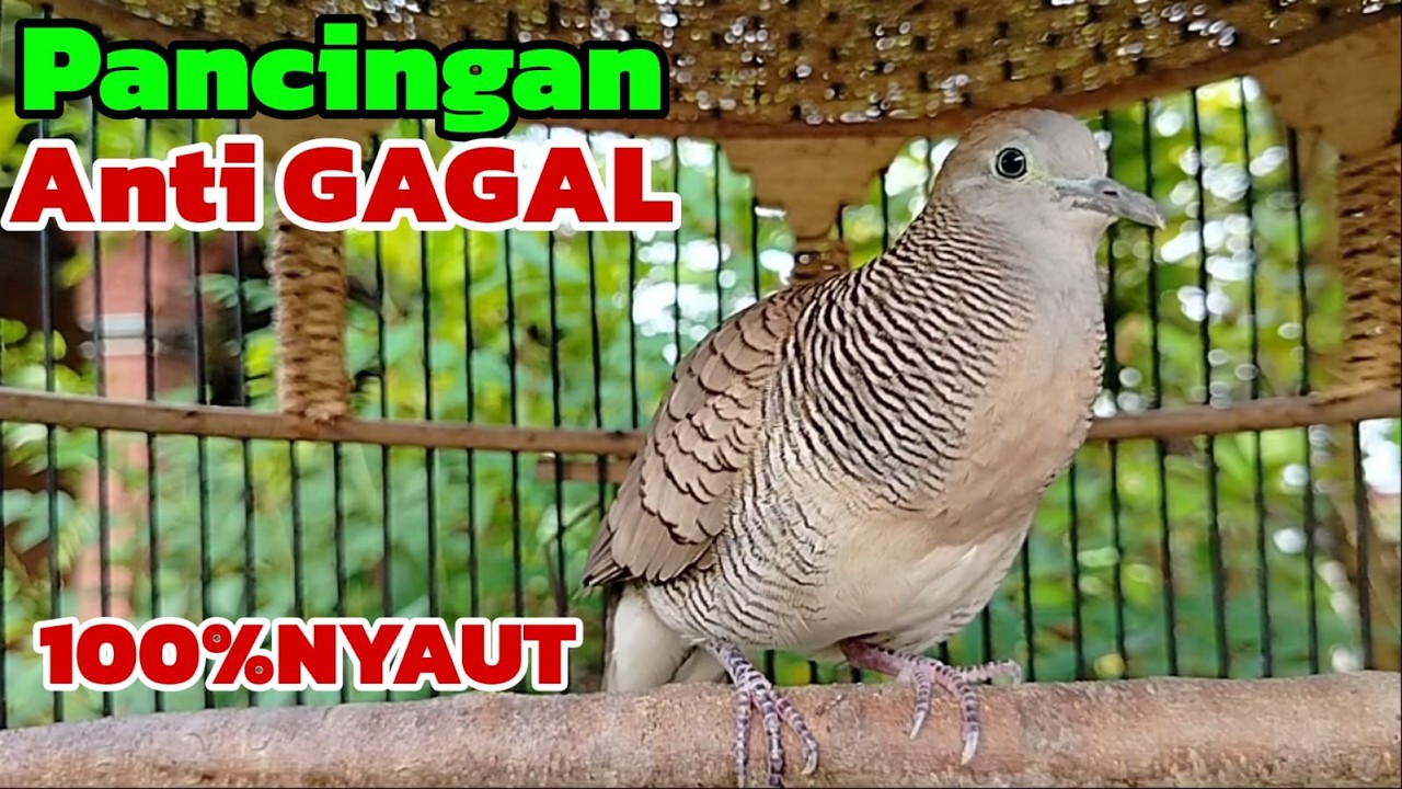 Pancingan perkutut  ANTI GAGAL 100% PASTI NYAUT
