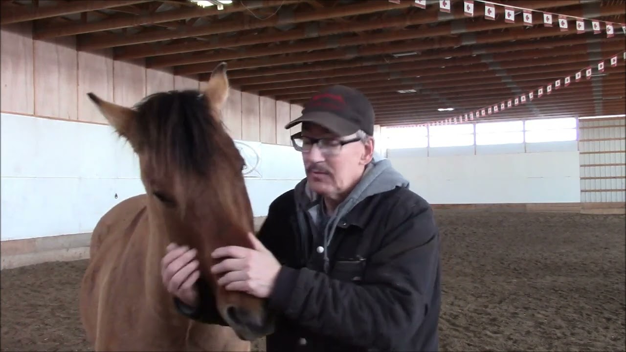 If you want to see good horsemanship, set an example. / Horse training