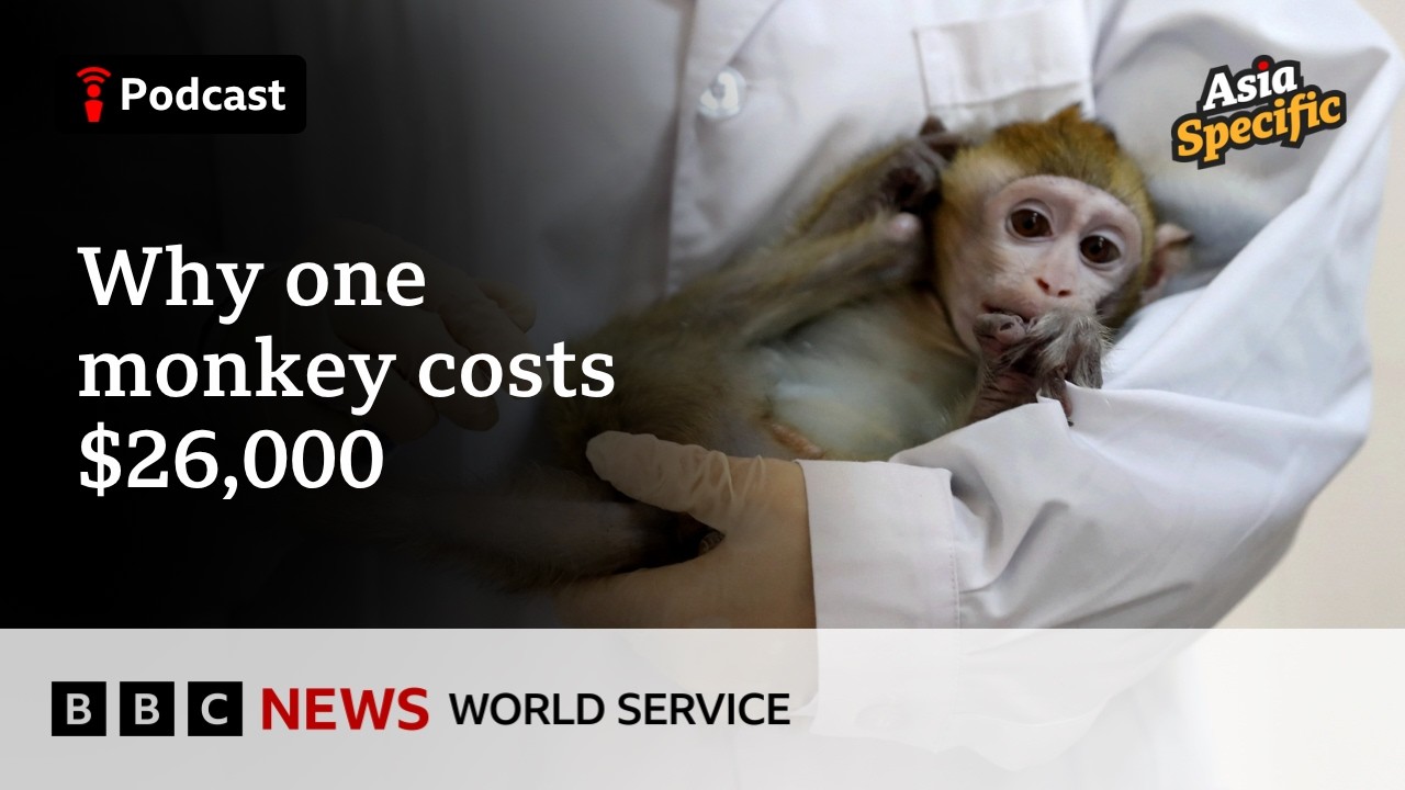 China&rsquo;s science boom is making monkeys very expensive - Asia Specific podcast, BBC World Service