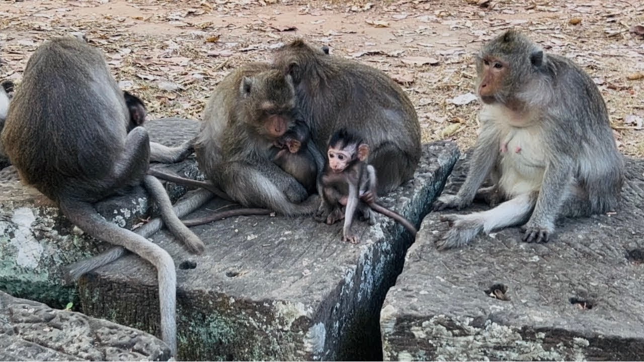 Team family nature monkeys ❤️🥰🌴🐒