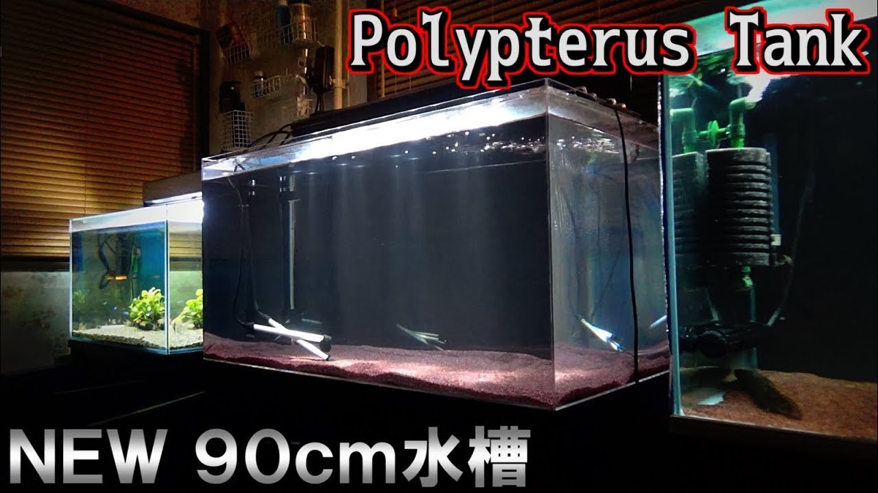 ポリプテルス水槽立ち上げ 後篇【アクアリウム】
