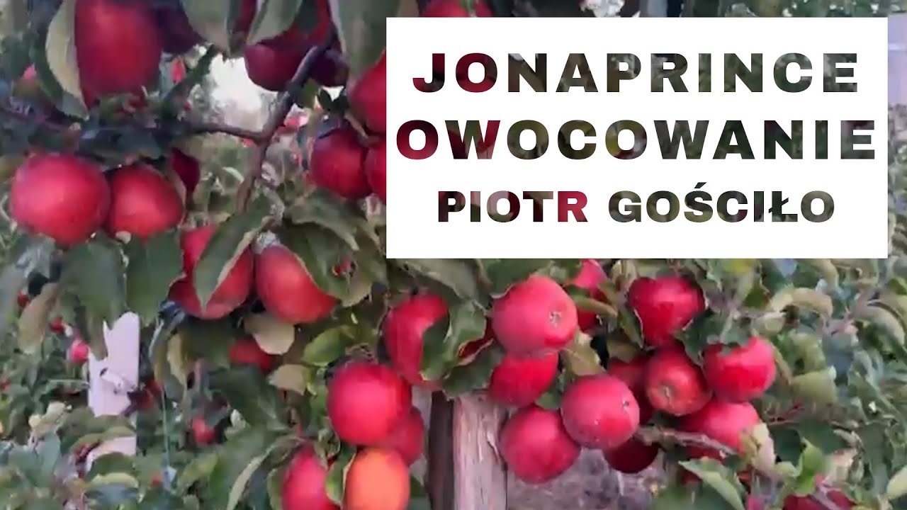 Pełnia owocowania w odmianie Jonaprince - Komunikat Sadowniczy - Piotr Gościło