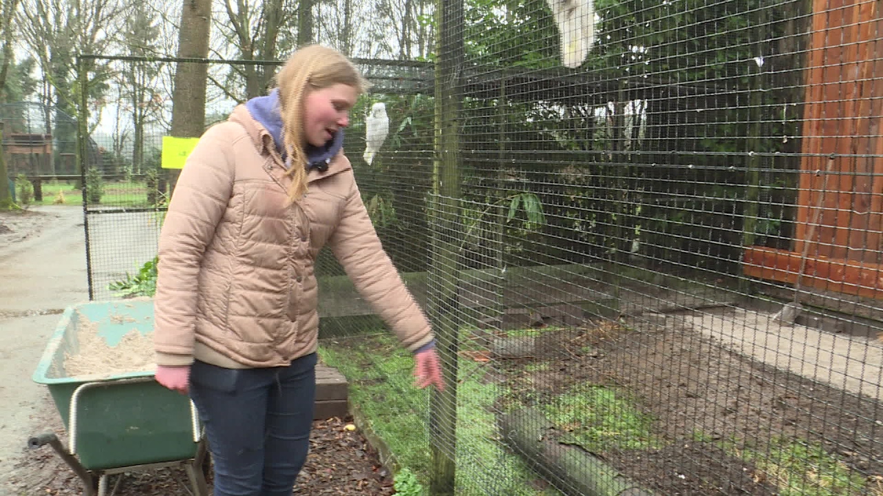 Zoo Veldhoven net open en de eerste kaketoes zijn al gestolen