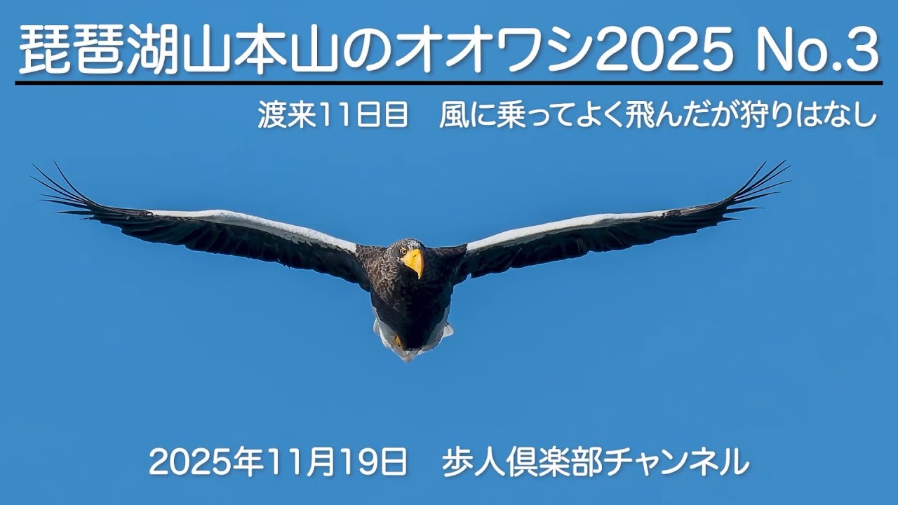 琵琶湖山本山のオオワシ2025No 3 2025年11月19日　渡来11日目