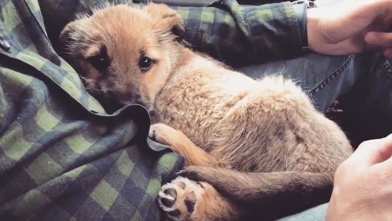 This puppy was left on the street by her owner after suffering burns and losing her toe