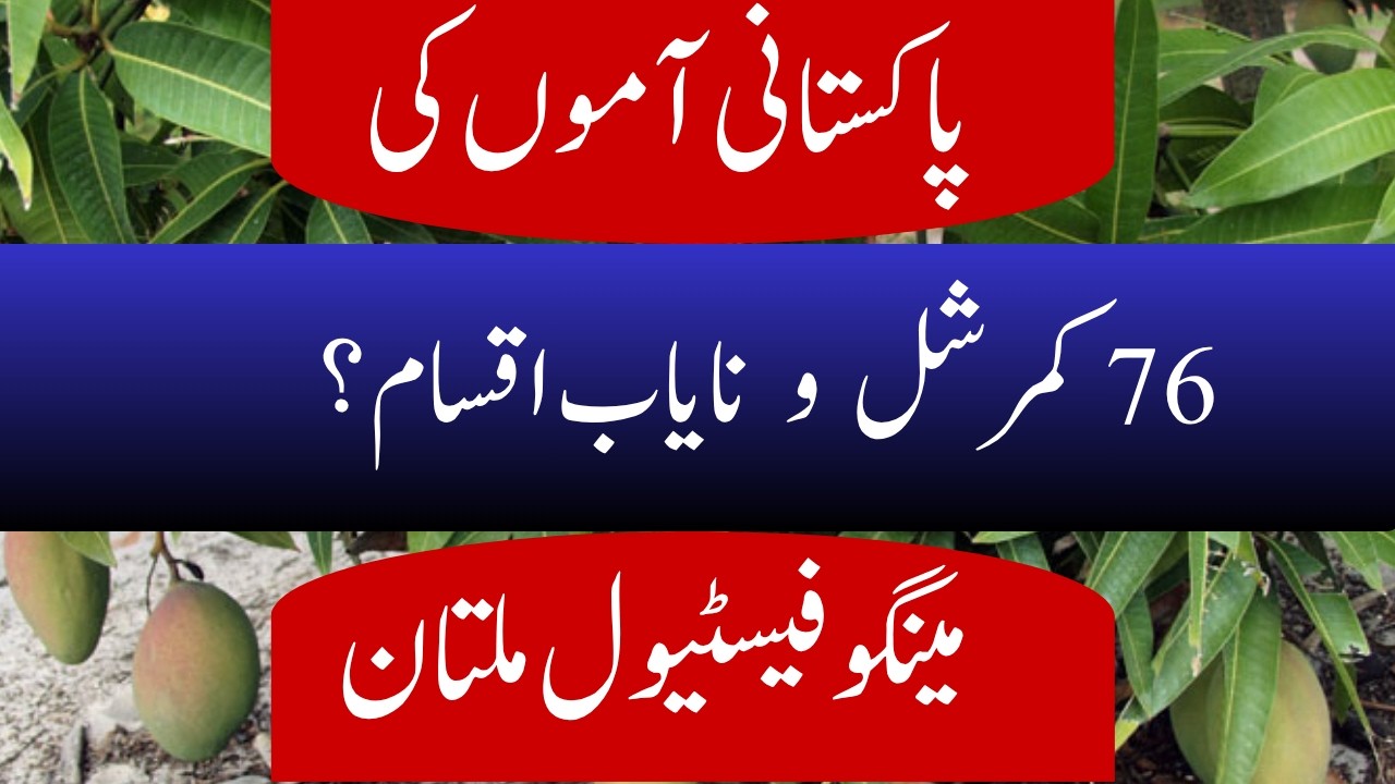 World's Best Mango Varieties in Pakistan | Famous & Unique Pakistani Mangoes
