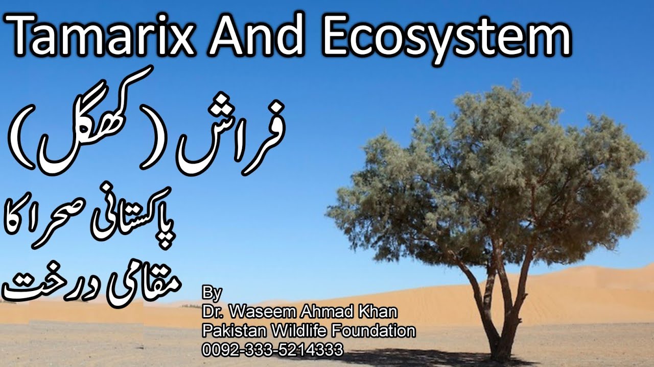 Tamarix Aphylla And Ecosystem | Firash Tree | Pakistan k Sehra Ka Maqami Darakht | Khigal Tree 