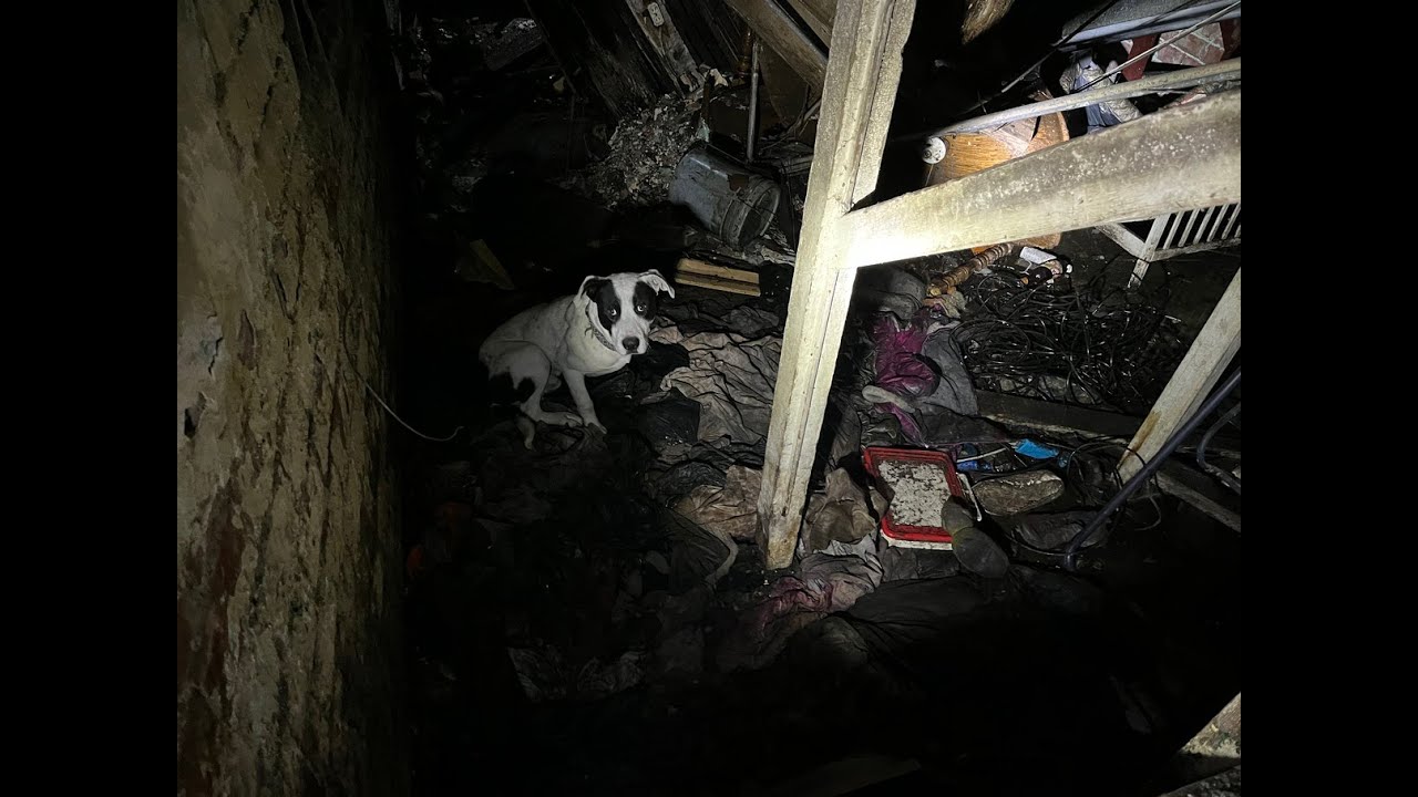Completely trapped dog is rescued and shows his belly - Meet Mudder - Stray Rescue of St.Louis