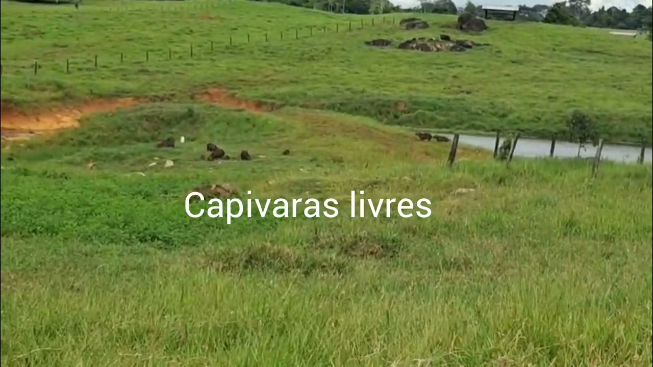 A VIDA NO CAMPO 