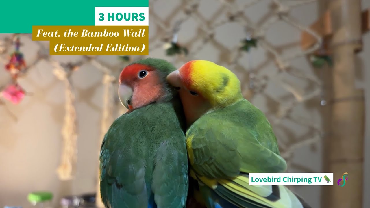 3 HOURS Happy Lovebird Chirping Featuring Bamboo Wall🦜 Extended Edition | Companion TV for Pet Birds
