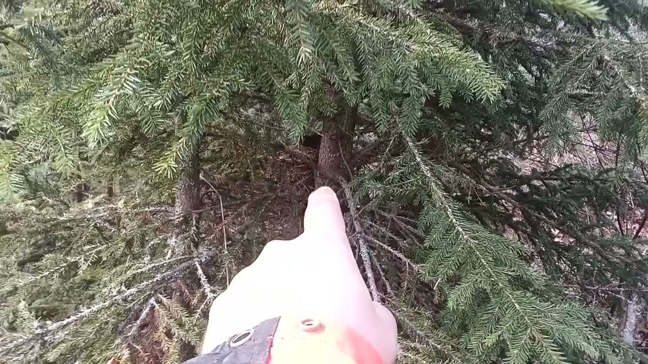 stamval i röjskogen..en helt vanlig röjskog.
