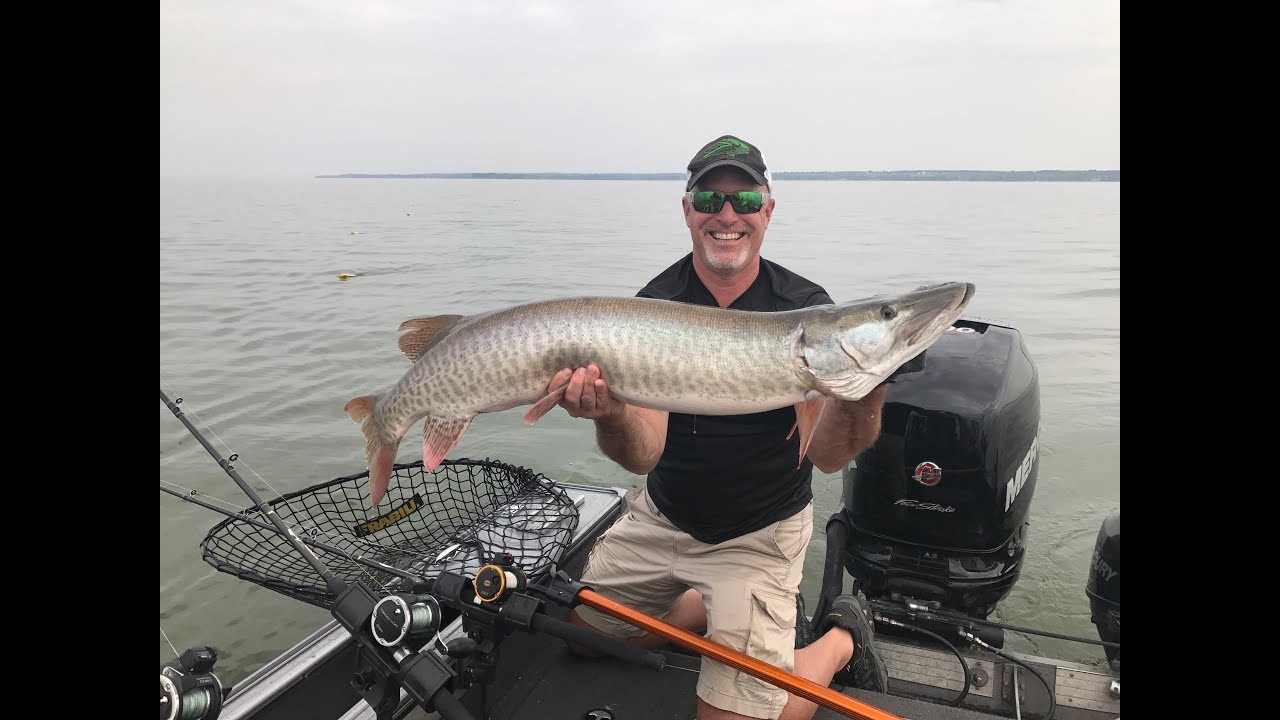 Giant Lake St. Clair Muskies - Trophy Fish Hunter