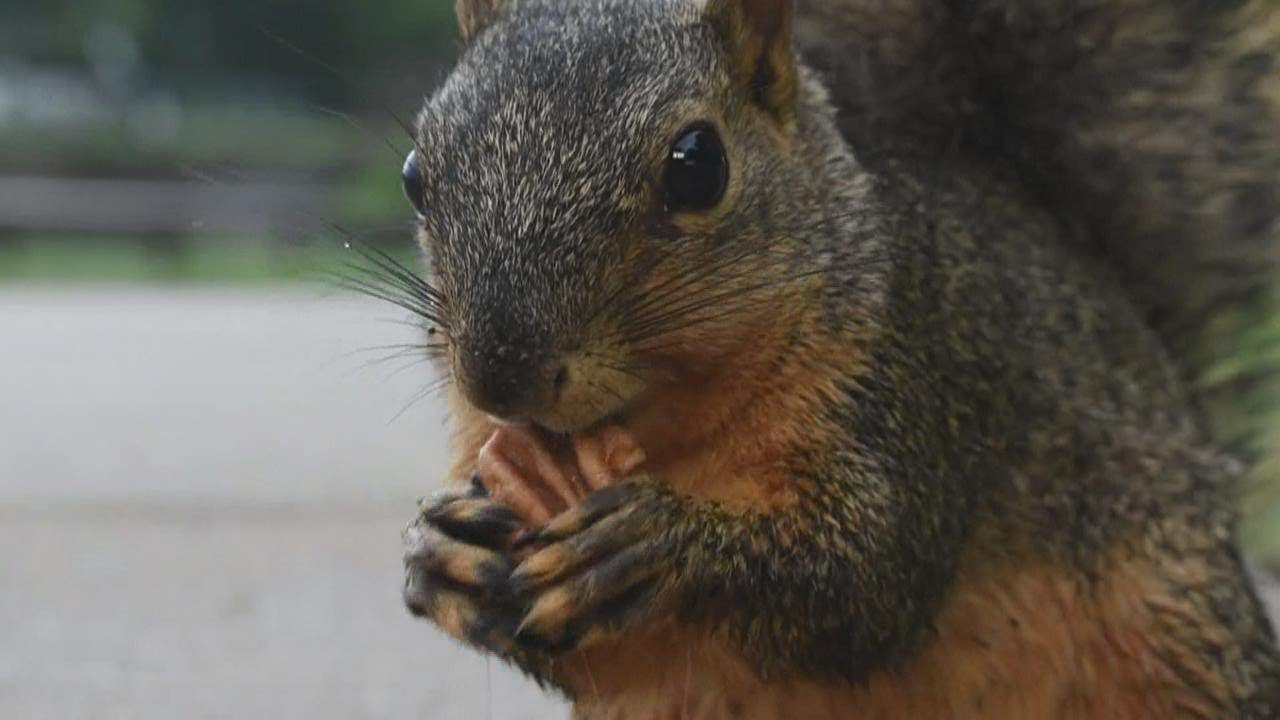 Don't feed the squirrels: Pandemic hobby leads to courageous critters at Arlington park