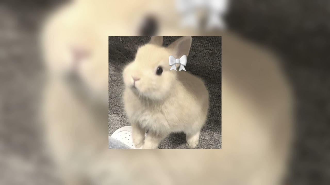 häschenparty (bunny party) ~ (looped remix + slowed reverb)