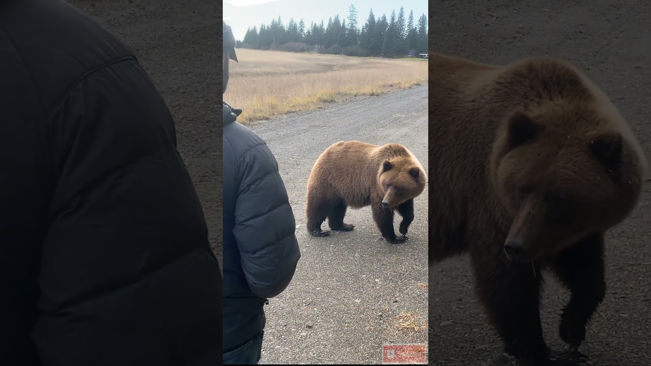When you can't outrun a hungry grizzly bear #scary #wildlife #survival 🐻😳