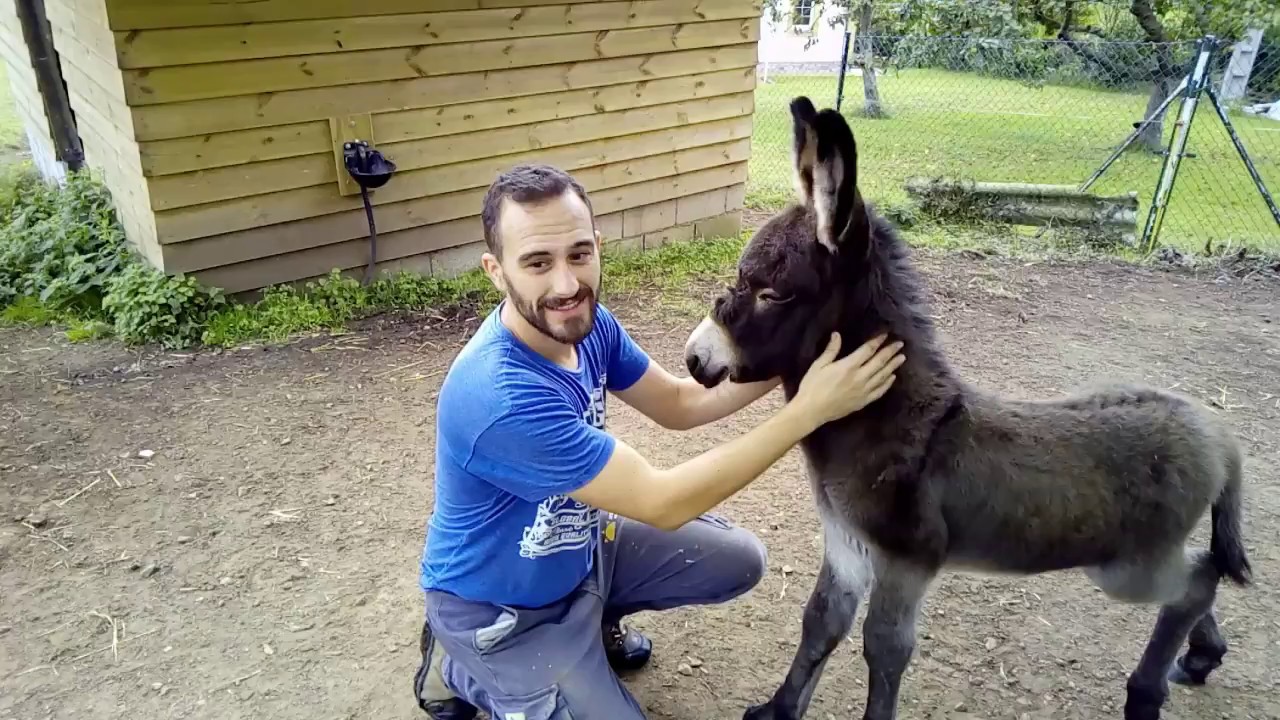 BEBÉ BURRITO adorable se deja acariciar por primera vez 😍😍 #donkey #burrito