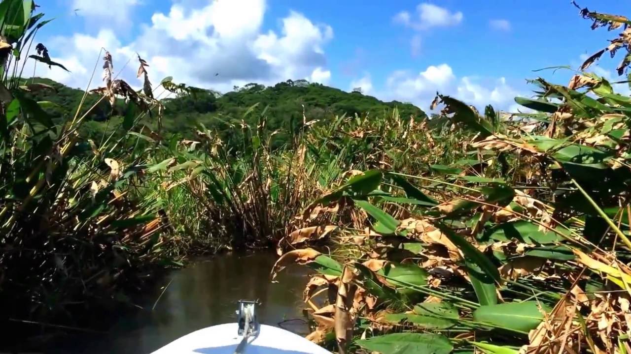 Casa Rio Sierpe - Tour by boat of the Rio Sierpe, Costa Rica