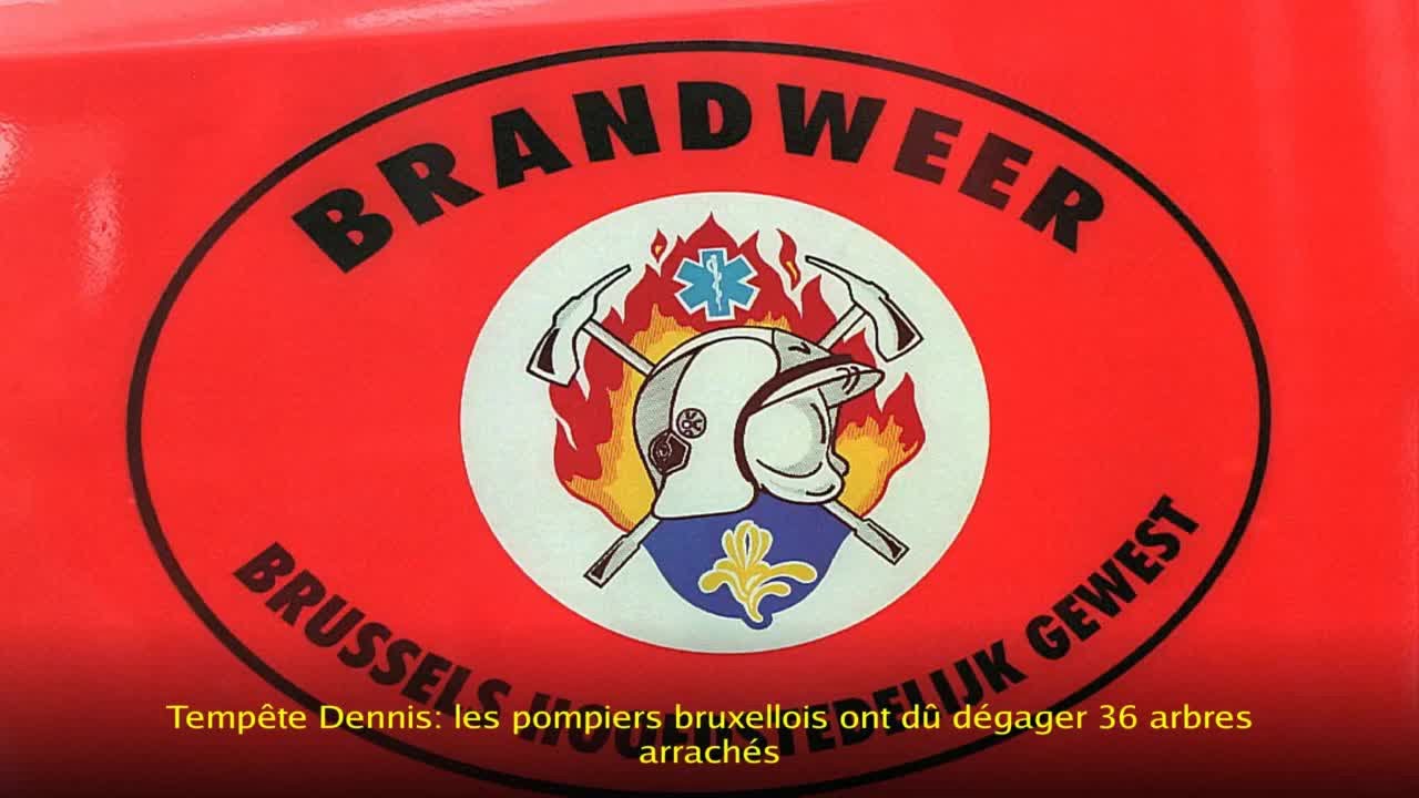 Temp&ecirc;te Dennis: les pompiers bruxellois ont d&ucirc; d&eacute;gager 36 arbres arrach&eacute;s