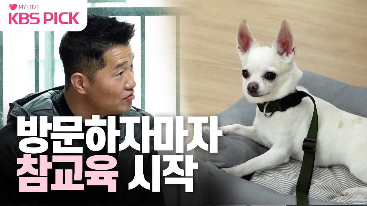[#개는훌륭하다] 입질견 치와와 '지돌이' 에게 오자마자 참교육 해버리는 강훈련사 🐶ㅣKBS 230213 방송