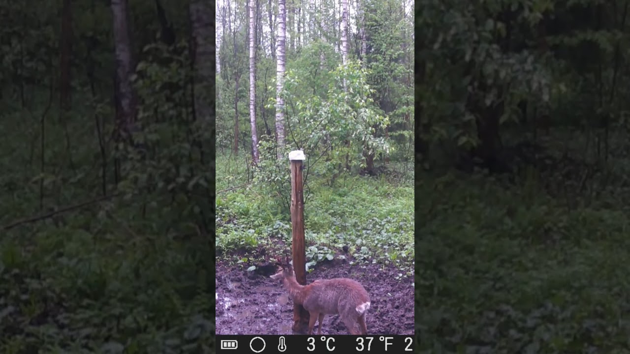Stirnāzis #trailcamera #roedeer #stirnas #latvija
