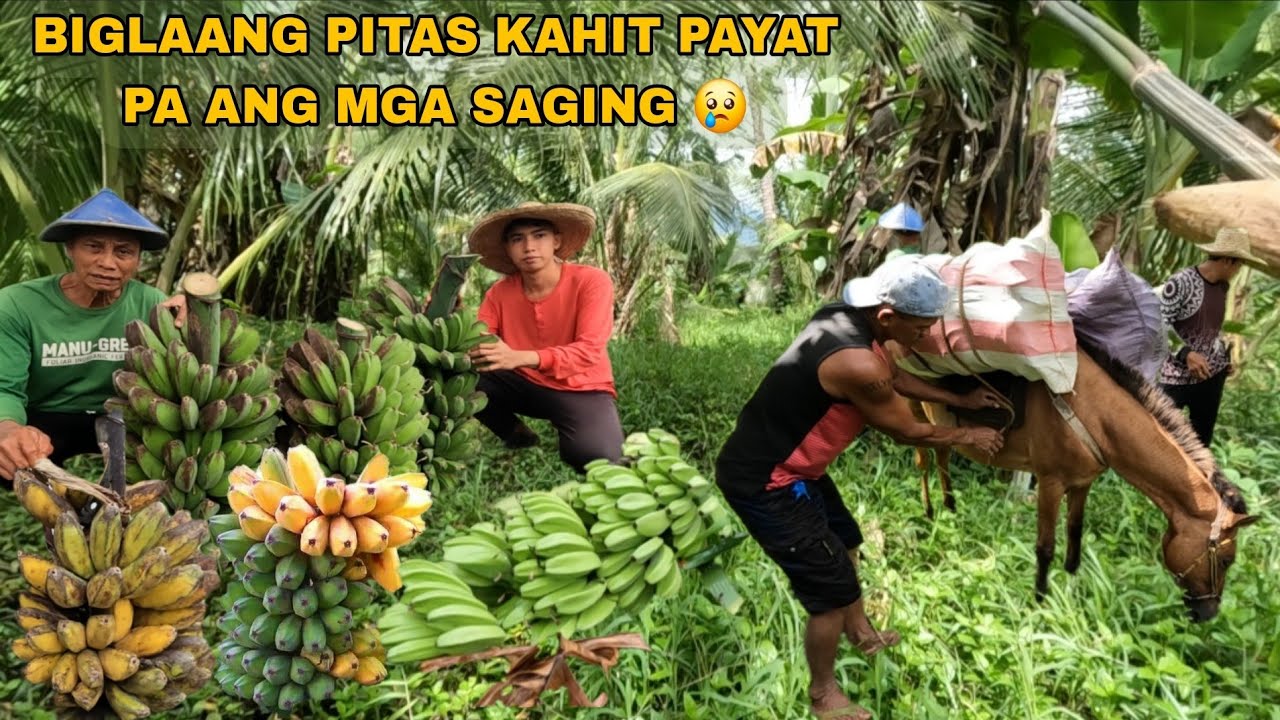 INATAKI NG MGA MANGUNGUHA ANG ATING MGA SAGING SUBRANG DAMING NAWALA NAKAKAPANG HINAYANG