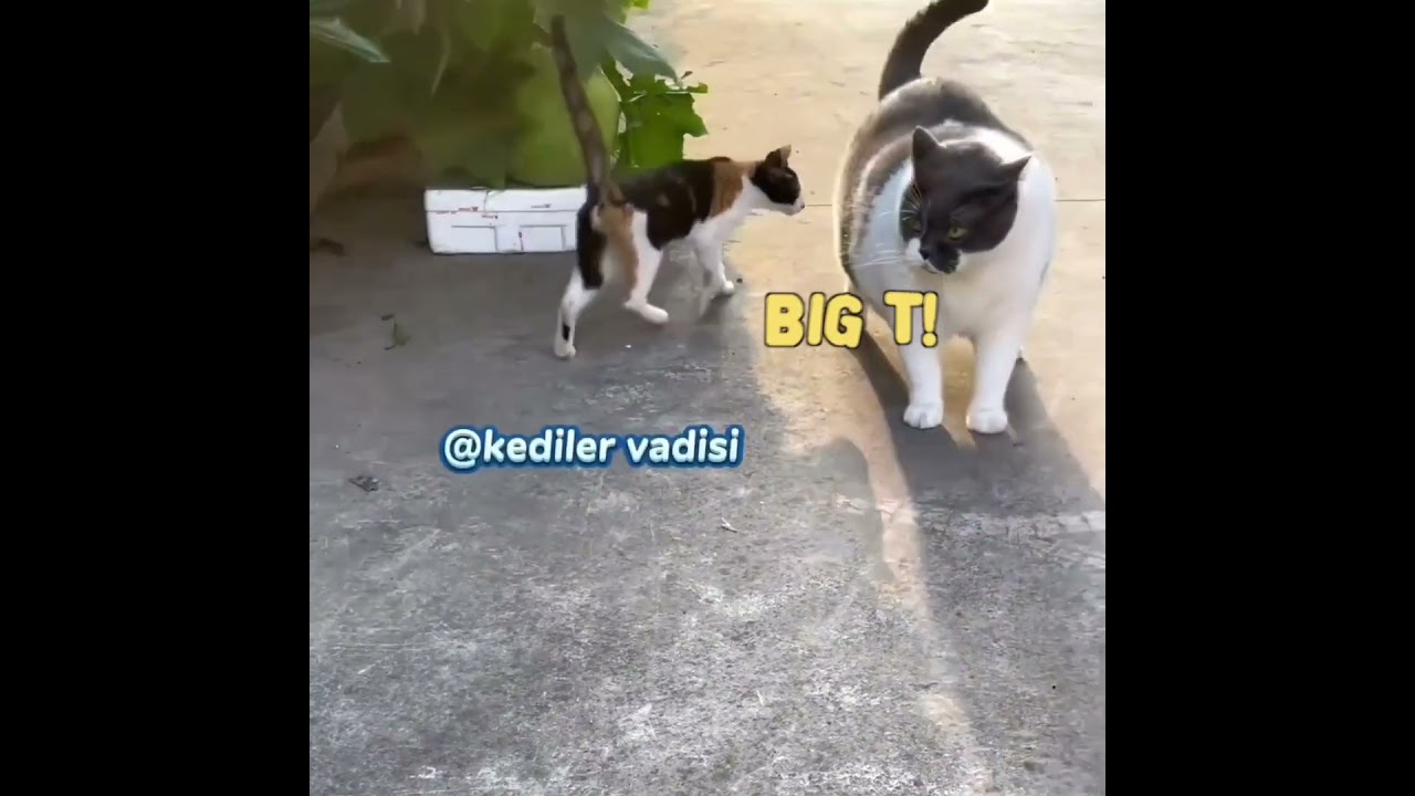 Big T