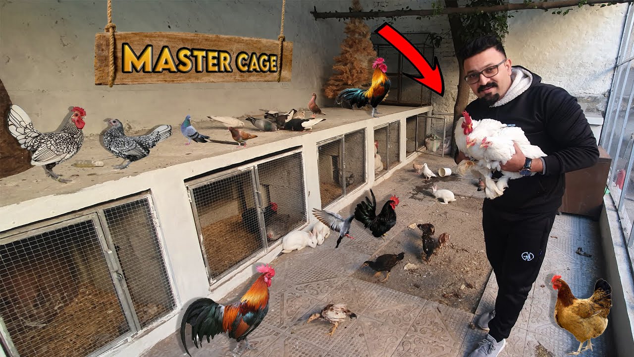 White Bantam Fancy Hens  🐓 ka Set Agaya Master Cage Mai 😍
