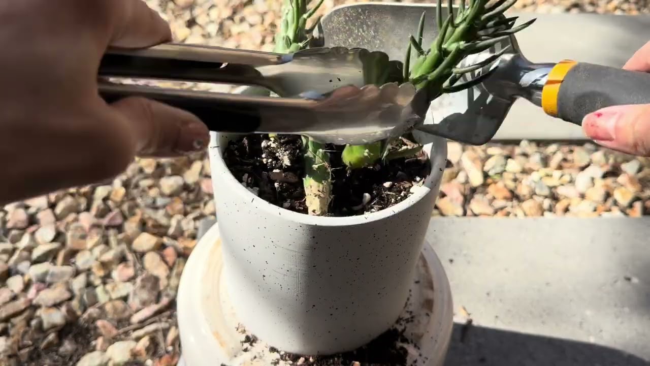 Planting Up Cuttings  