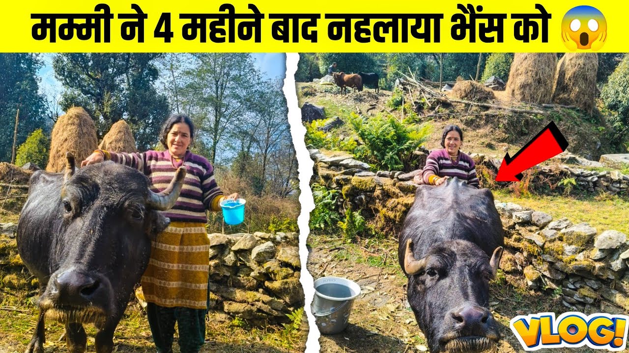 आज भैंस का 'Beauty Parlour' डे है! मम्मी ने चमका दिया ✨😂