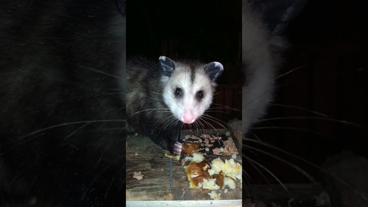 possum 48