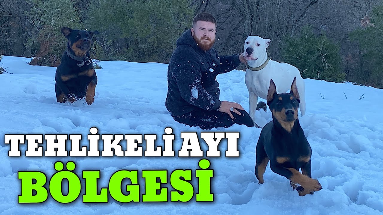 TYSON MARLA İLE DAĞDA TEHLİKELİ AYI’NIN PEŞİNE DÜŞTÜK!