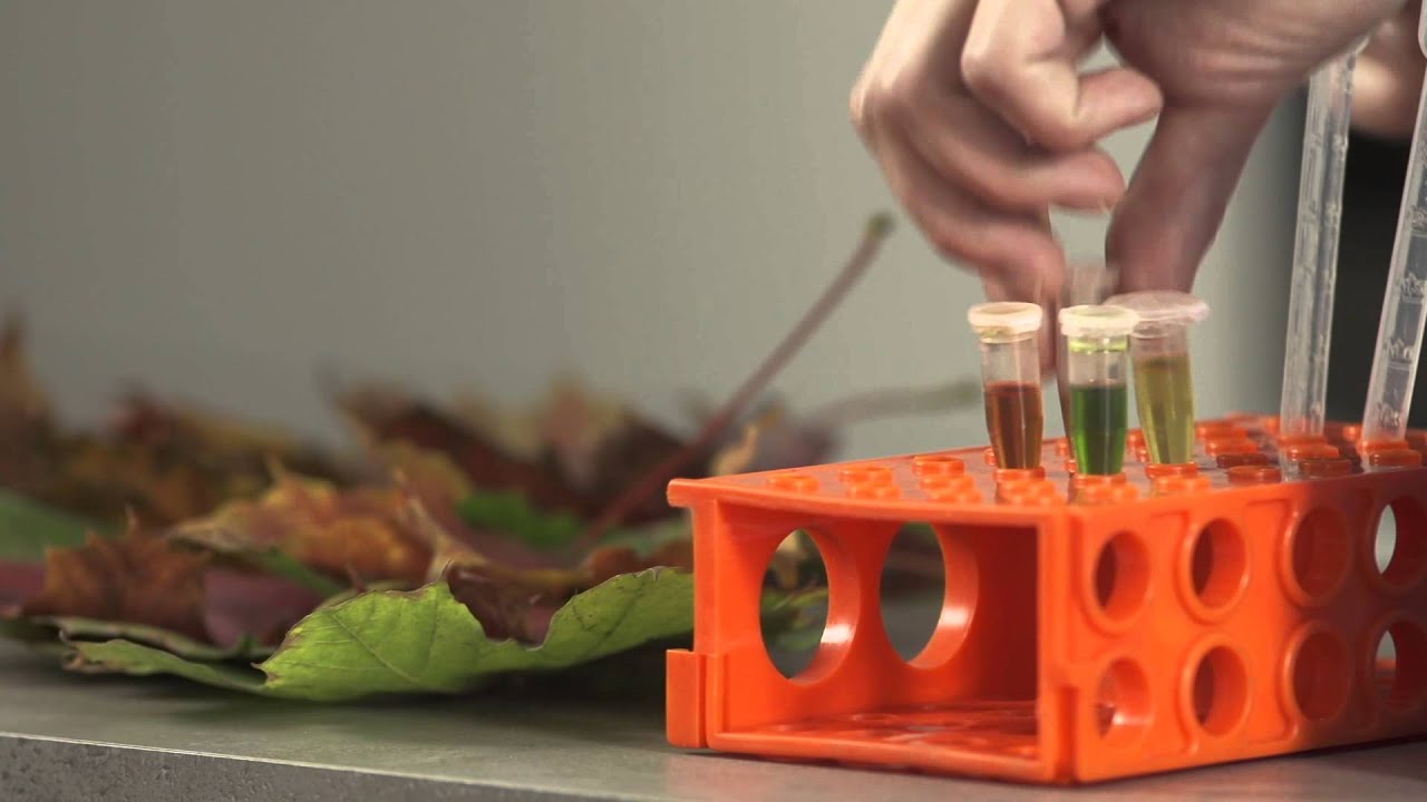 Dlaczego liście zmieniają kolor? / Why do leaves change colour? - Monika Koperska, ADAMED SmartUP
