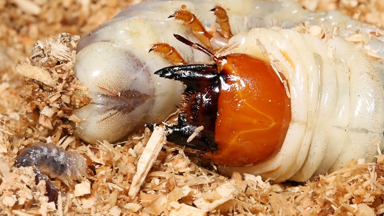 ノコギリクワガタ幼虫の飼育、初めての割り出し