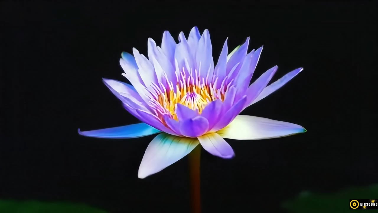 Chill Smooth Jazz and Beautiful 3D Hologram Flowers – Cozy Background Music for Bookstore, Bookstore