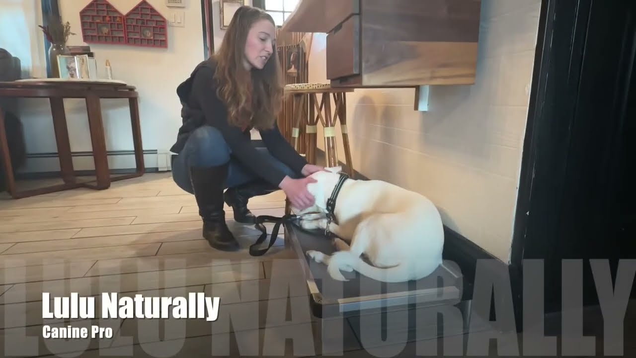 Travel without dogs?    Yes, it affects, us.  Here is a little story for my canine empaths.  