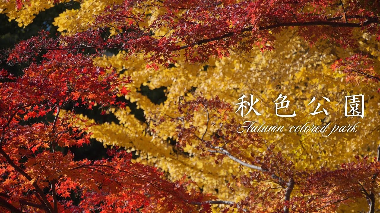 秋色公園 ～ 紅葉を映す雲形池【2025】日比谷公園、東京、日本