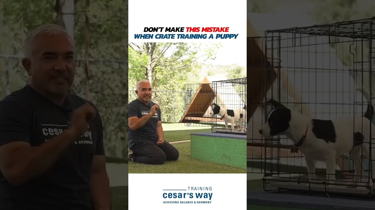 ‪@CesarMillanOfficial‬