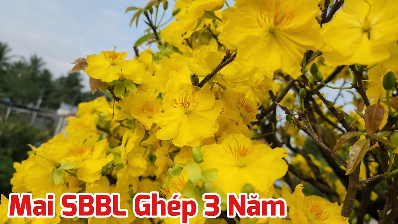 Ngày 20/03 - Mai SBBL Ghép 3 Năm Trồng Đất