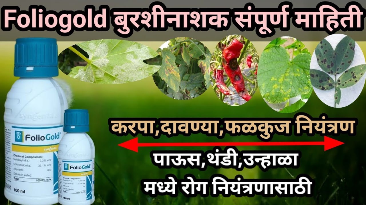 Folio gold fungicide|फोलिओ गोल्ड बुरशीनाशक|करपा, दावण्या,फळकुज #syngenta @AapliShetiAaplshivarD
